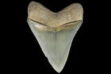Serrated, Fossil Megalodon Tooth - Nice Tip #134269-1